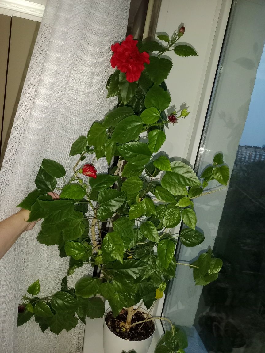Продам вечноцветущую розу !