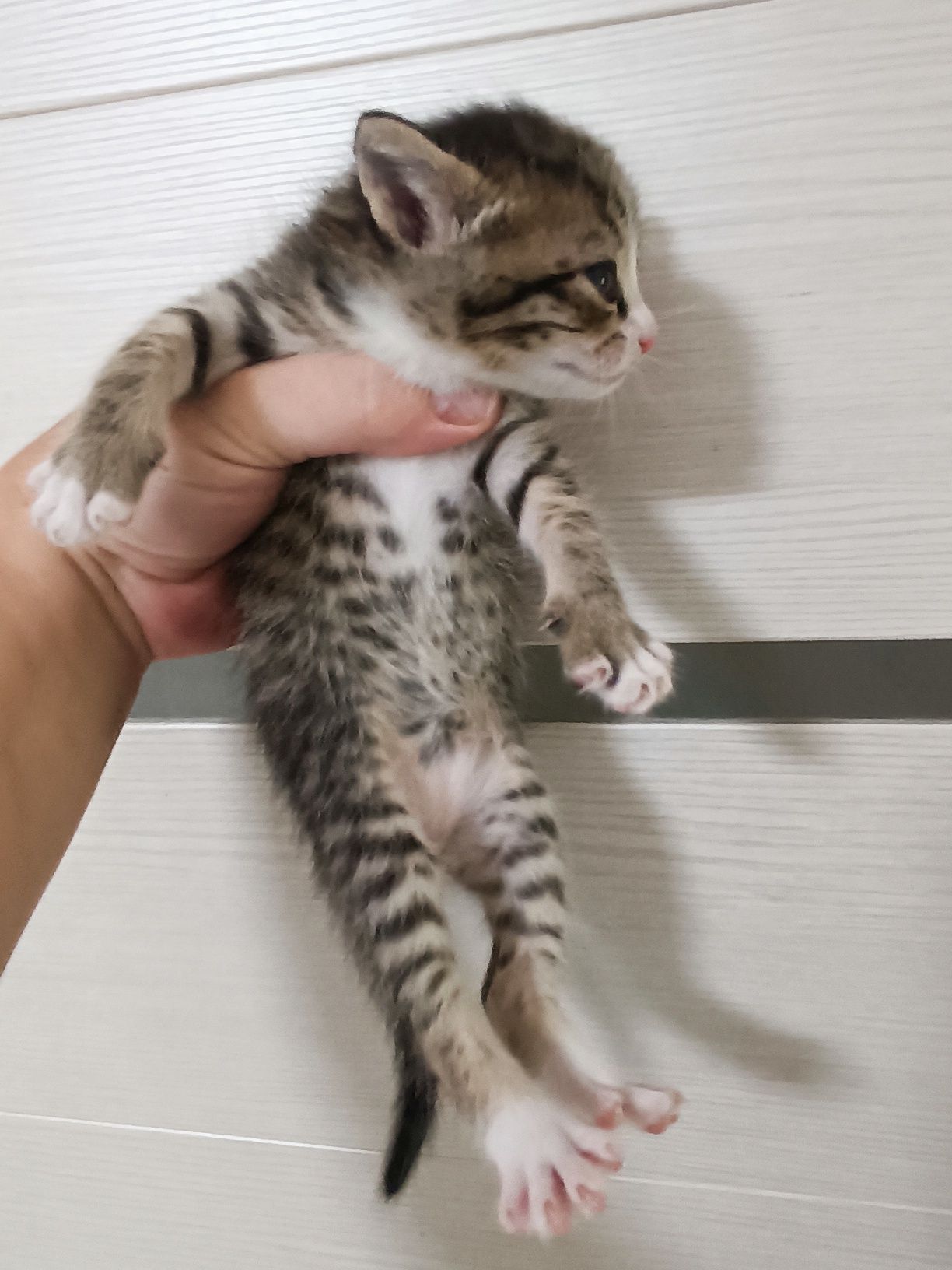 Продам котят британцев