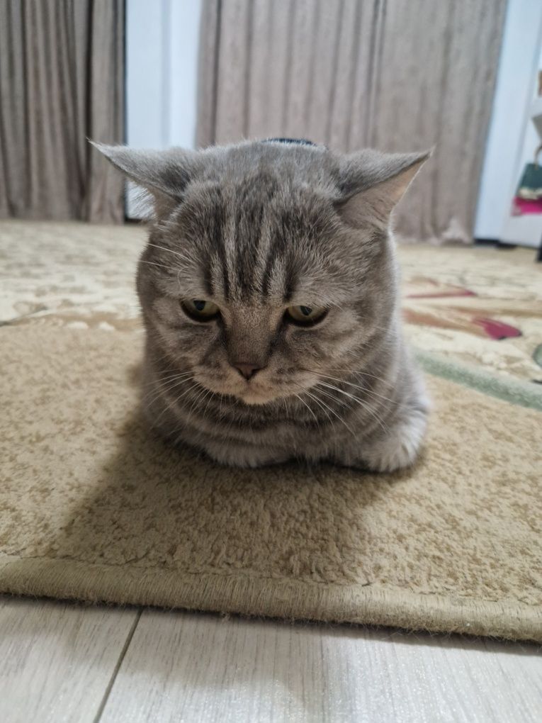 Кот британский 2 с половиной года