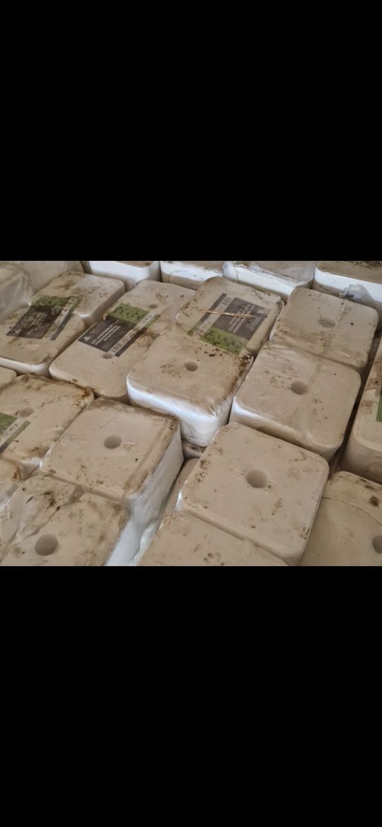 Малға арналған тұз Сазды 2 де тұр Бауырластар 2 ден кейін