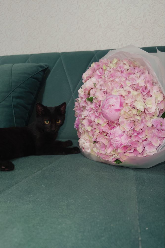 Котенок в добрые руки
