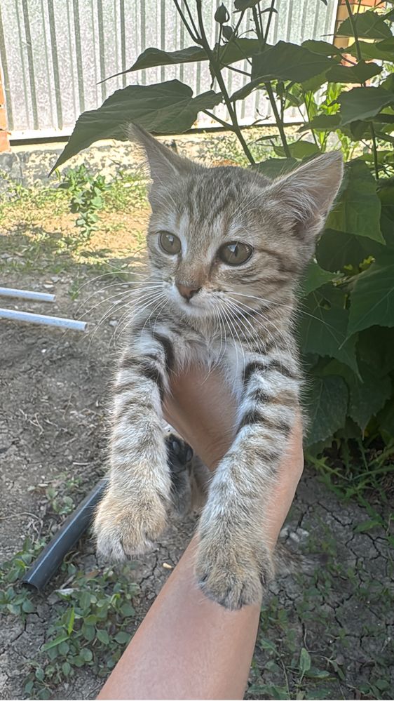 Отдам котенка в добрые руки