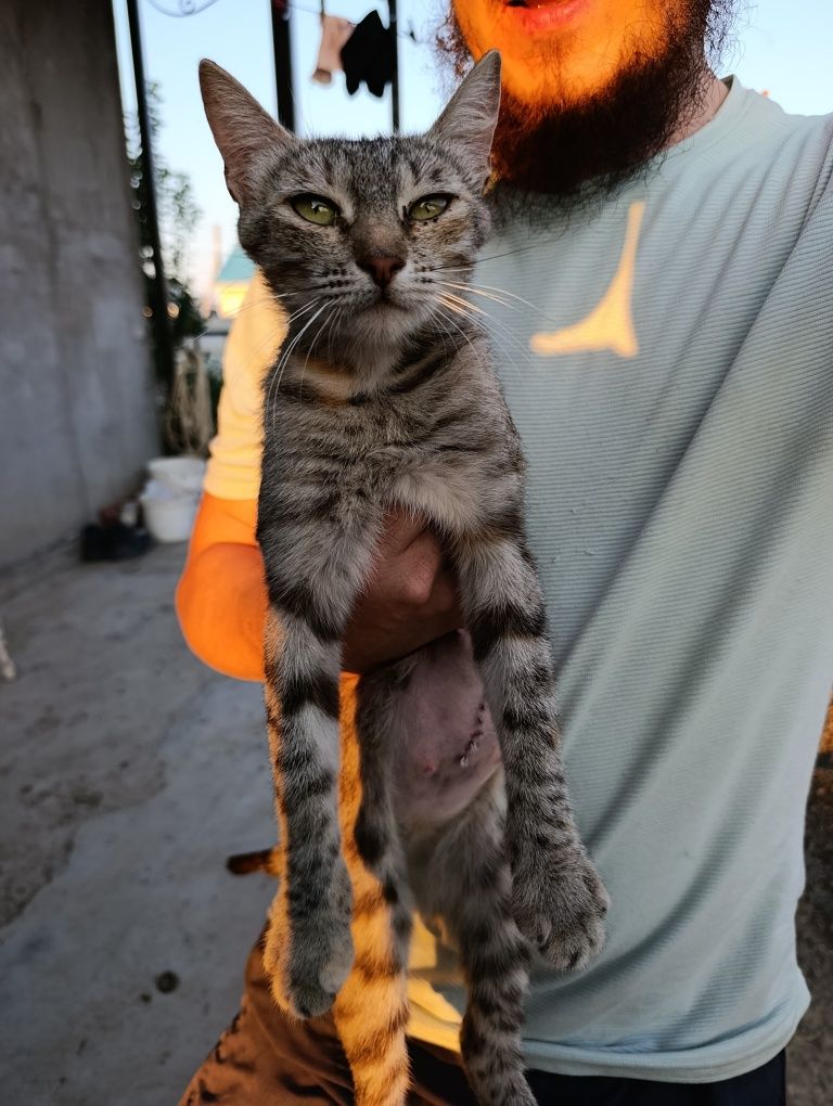 Кошка в добрые руки