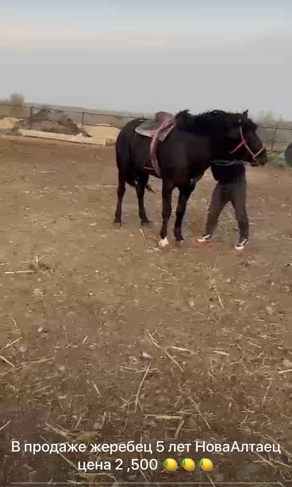 Жеребец Новоалтаец