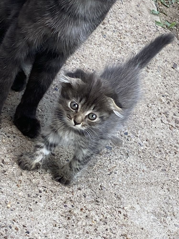 Котенок мальчик бесплатно