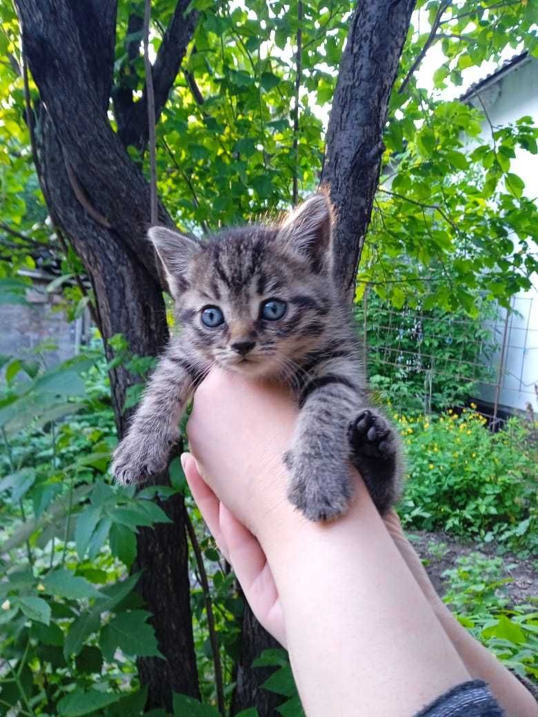 Котята в добрые руки !