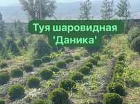 Туя шаровидная Даника