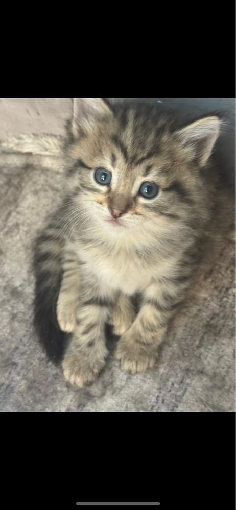 Котяты бесплатноо