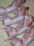 мясо домашних кроликов