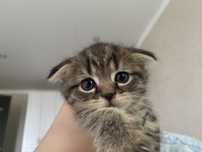 Вислоухий котенок мальчик 1,5 мес