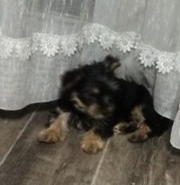 Продам щенков Йоркширского терьера