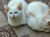 Отдам котят в добрые руки.