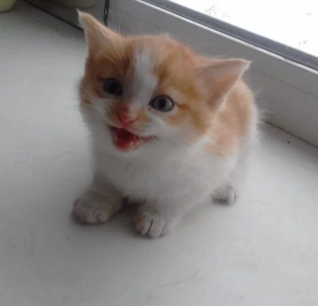 Отдам котят бесплатно