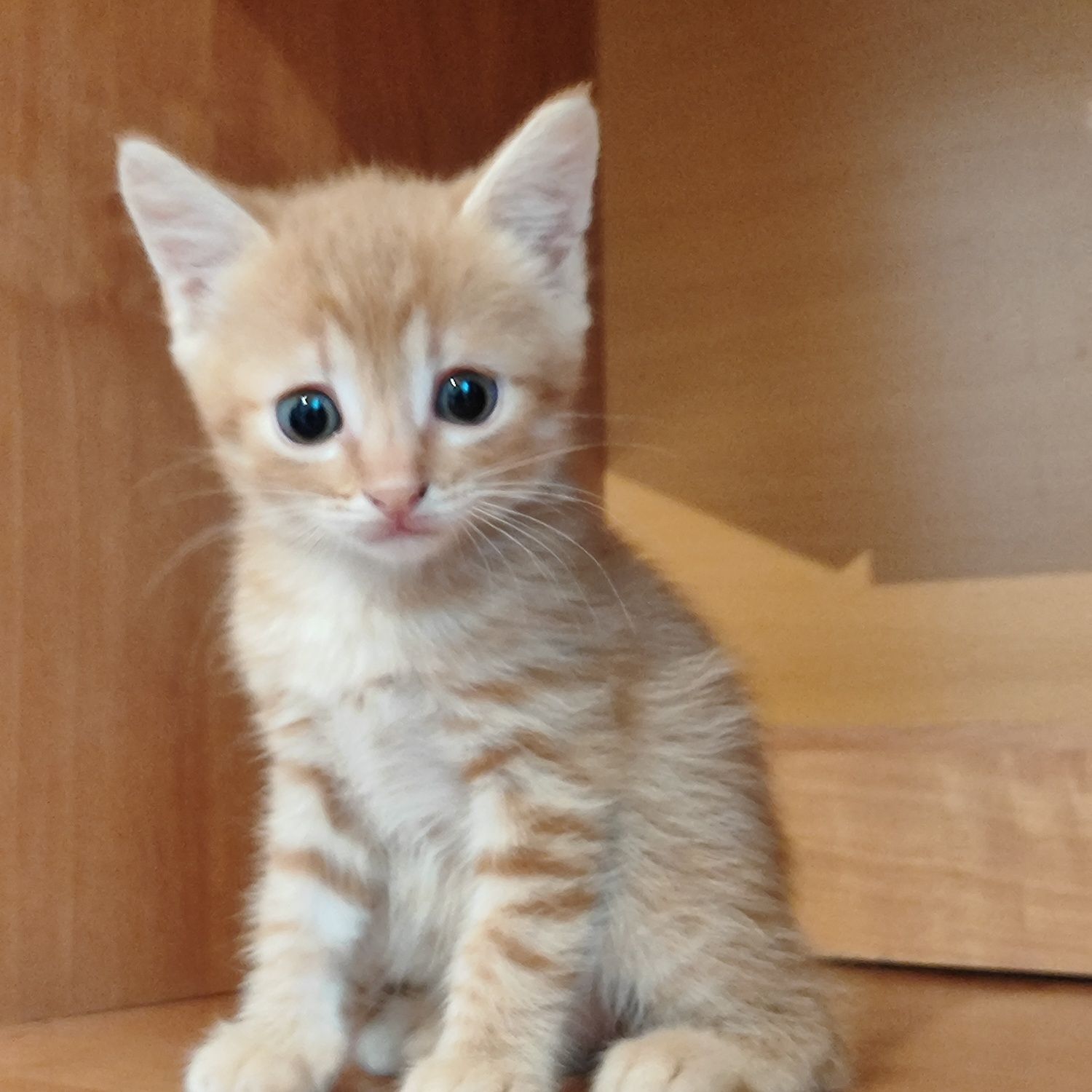 Рыжие котенки бауырластар 2