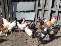 Продам Домашнее Куры, Цыплят . петухов