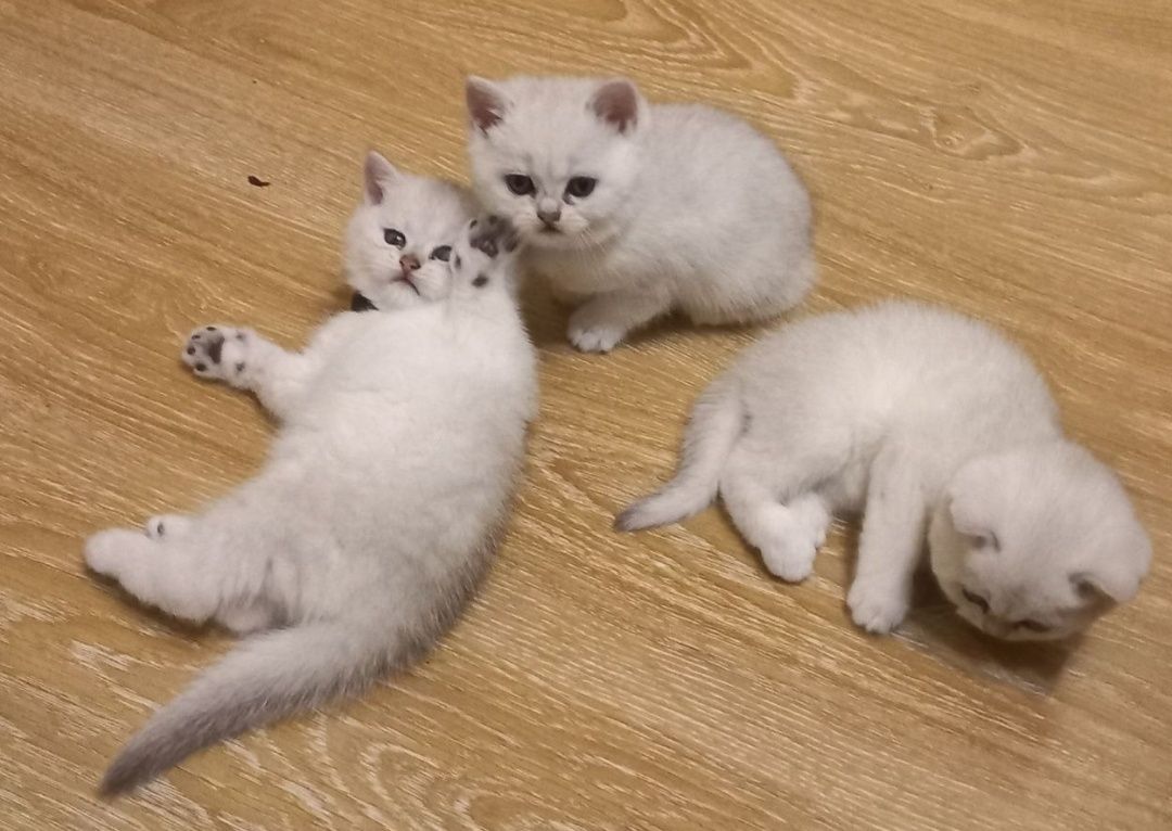 Шикарный опытный кот, приглашает невет! Кот шиншила!