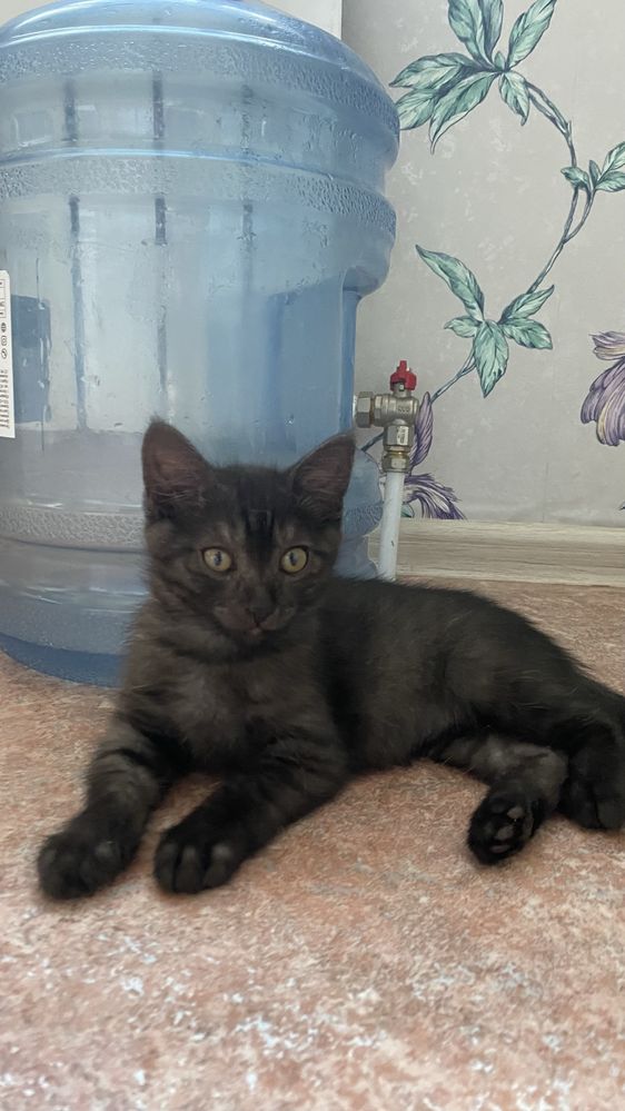 Котенок ищет дом