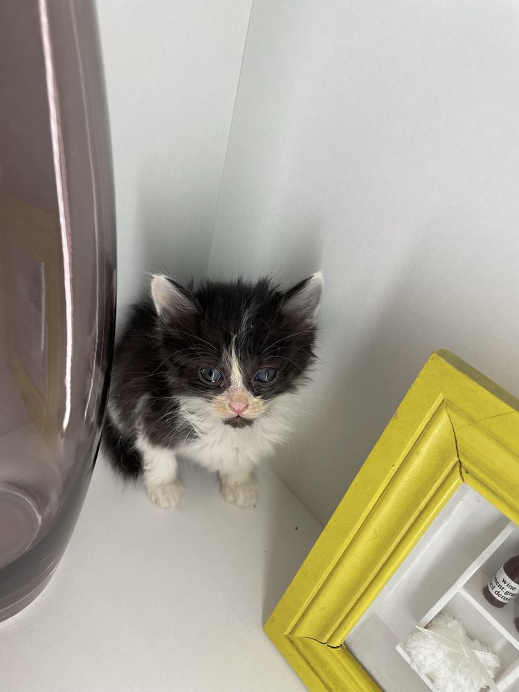 Отдам котят! 1,5 месяца