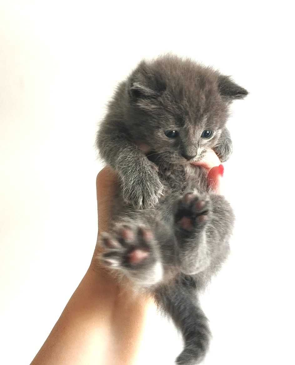 Отдам котят в надёжные руки