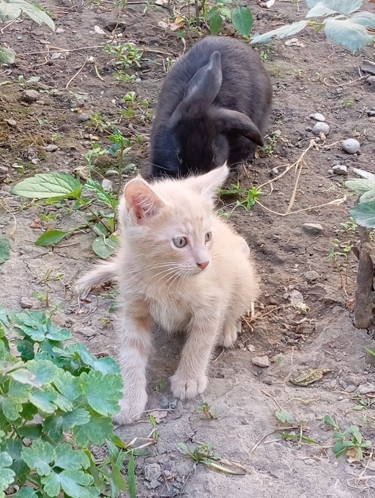 Котята ищут добрые руки