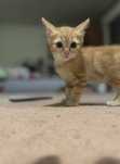 Котенок европейской короткошерстной породы