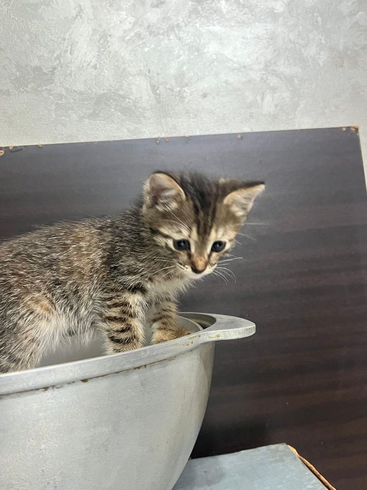 Бесплатно кошка добрые руки отдам