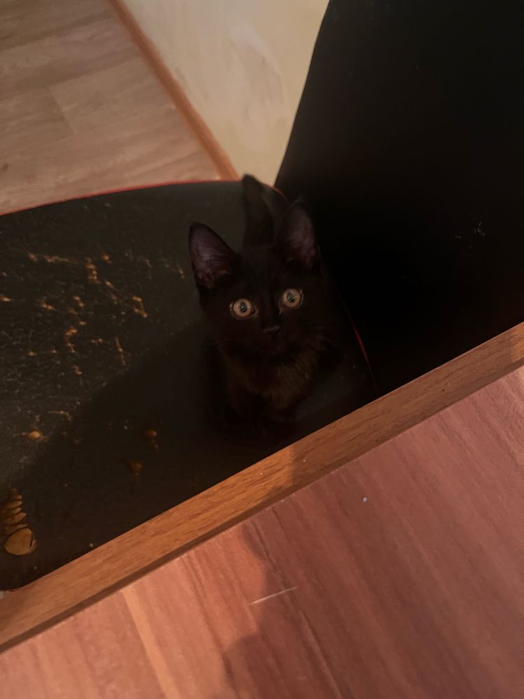 Котенок бесплатно