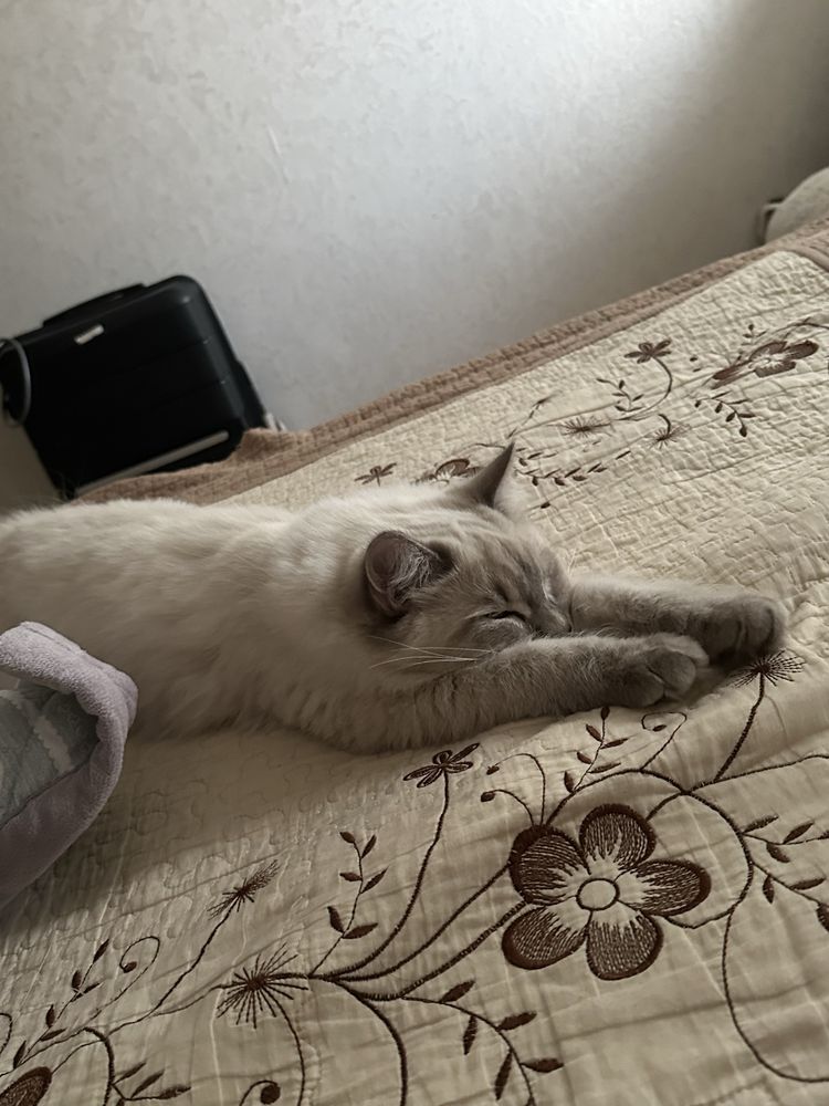 Британский длинашерстная кошка и кот.