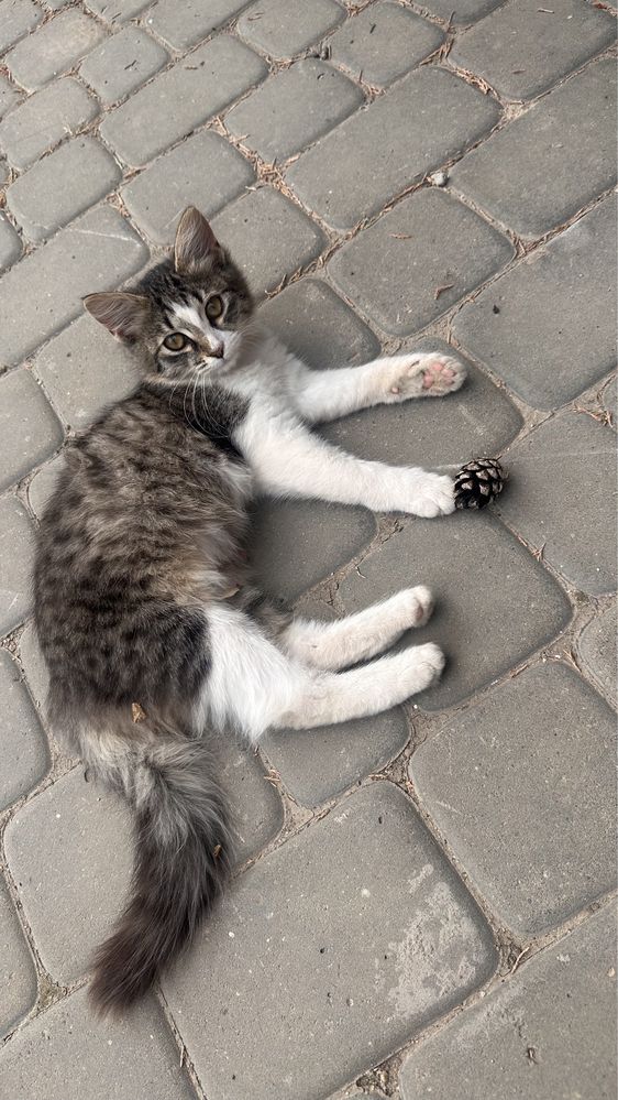 Отдам котенка в добрые руки (с доставкой, привезем)