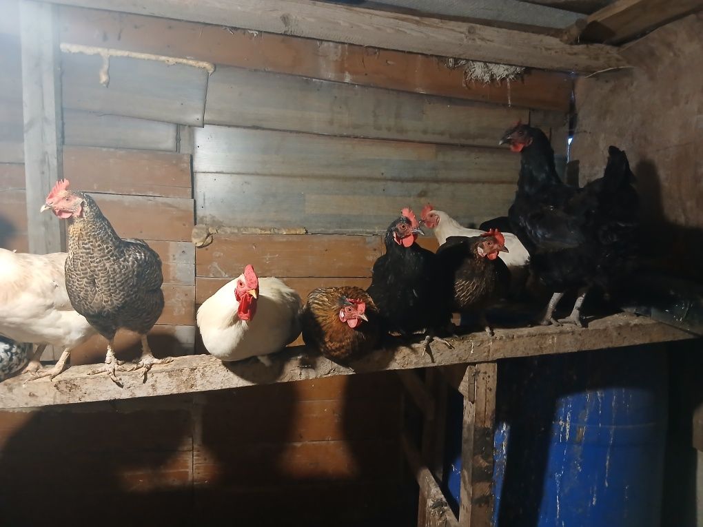 Домашних куреи  продам домашних циплята