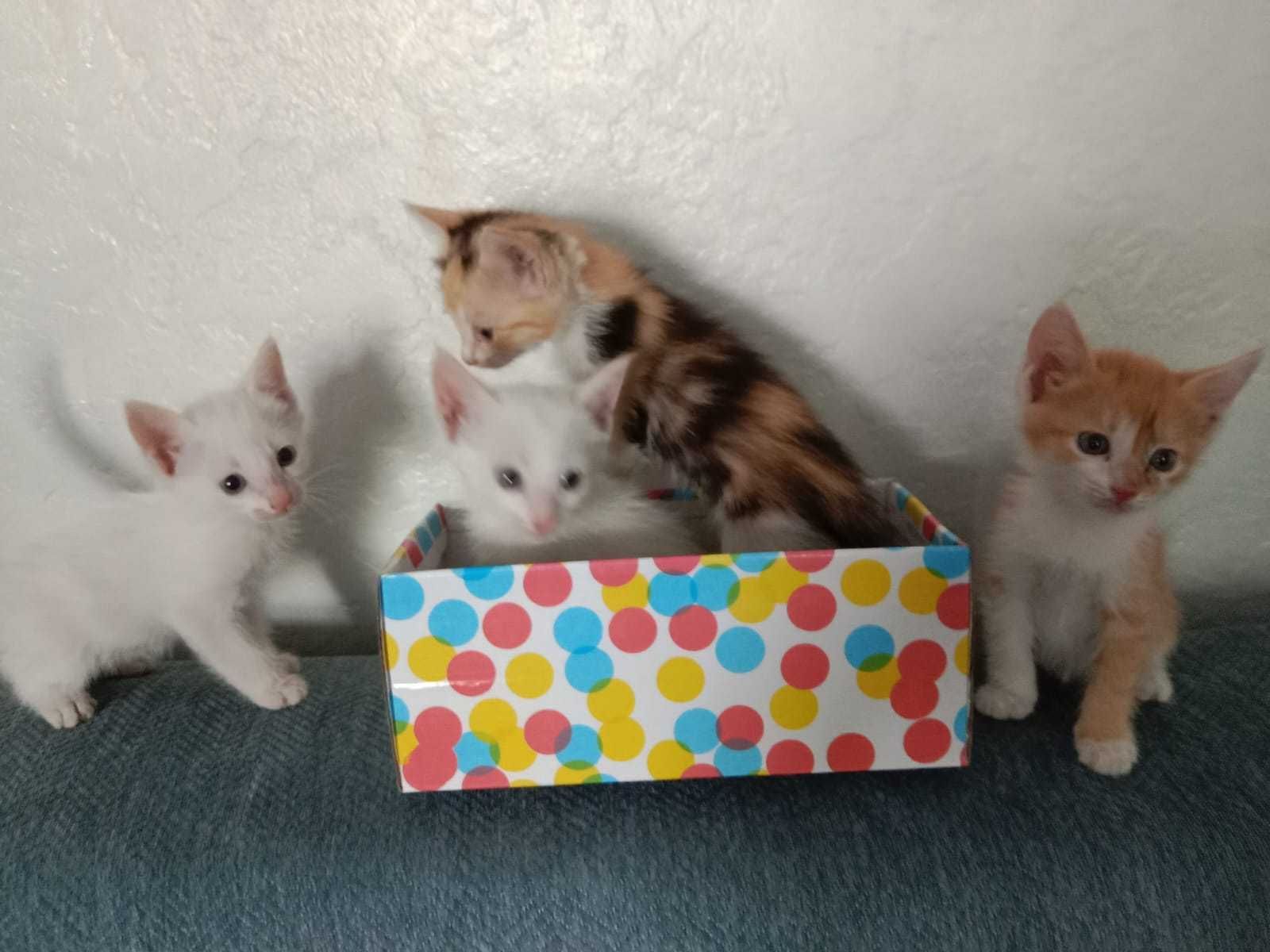 Отдадим котят бесплатно