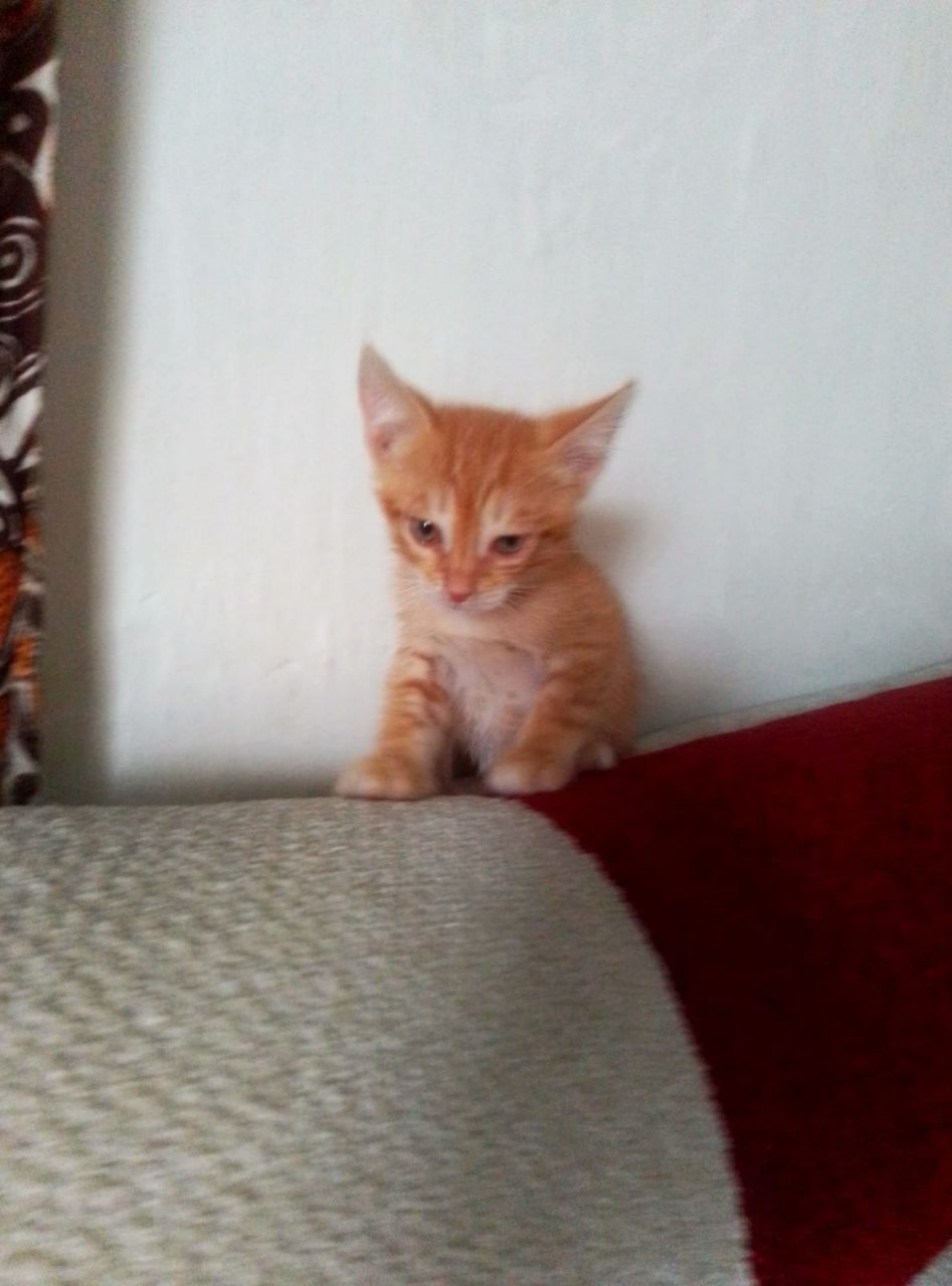 Котята в добрые хорошие руки!