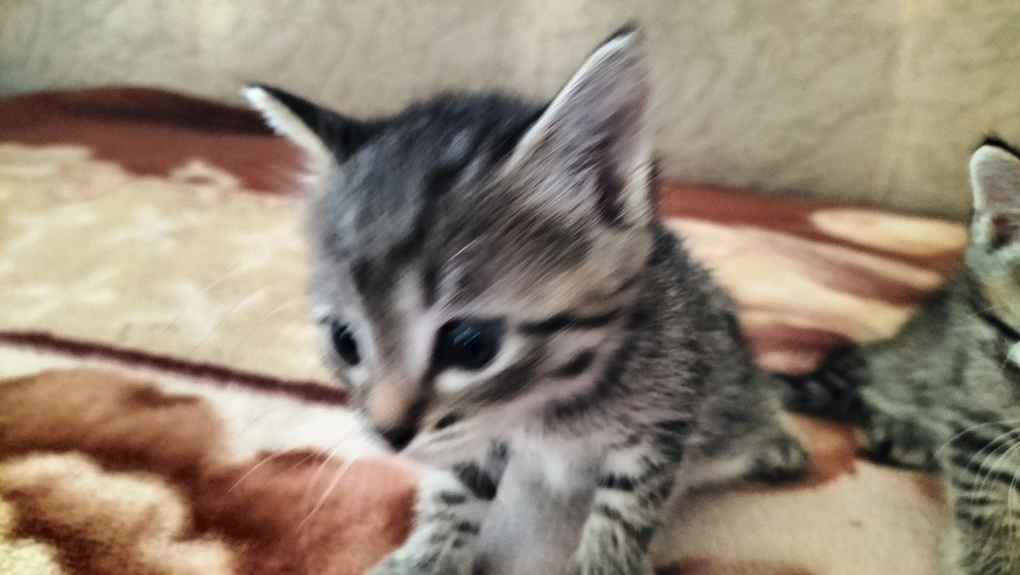 отдам даром котят и кошку