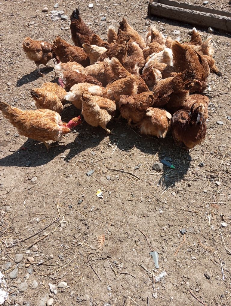 Продаются куры...