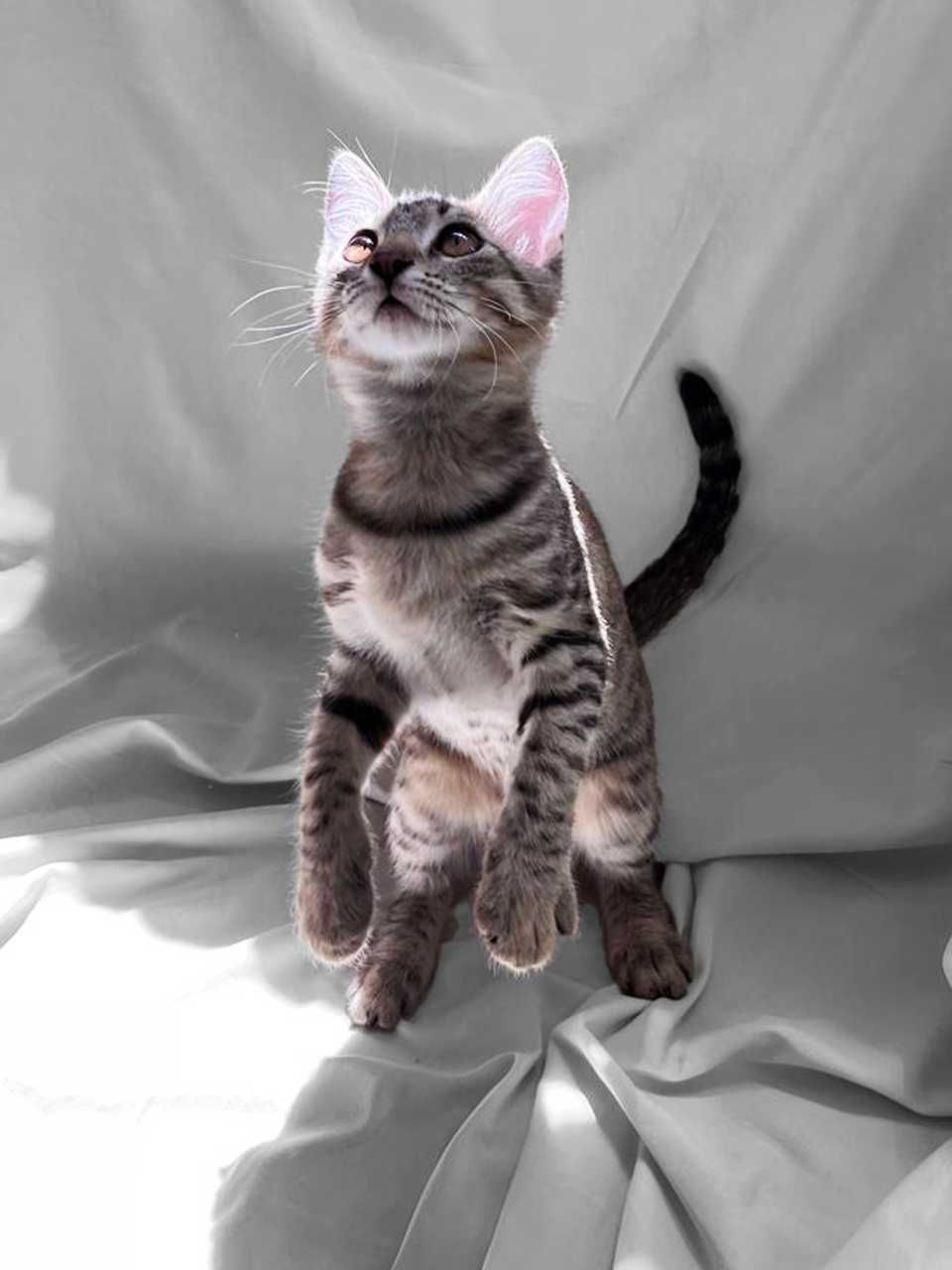 Котёнок(девочка), тигровый окрас