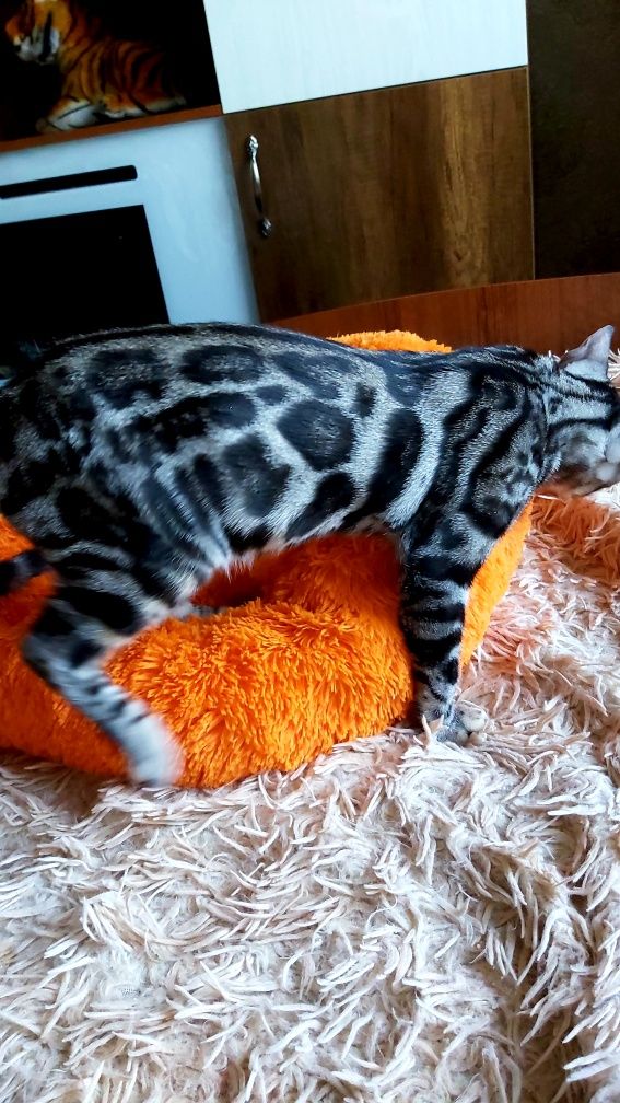 Бенгальский "Леопард". Котята в наличии