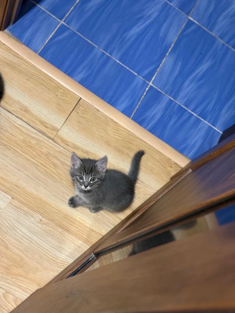 Отдам двух котят в добрые руки