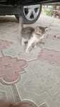 Отдам котят даром