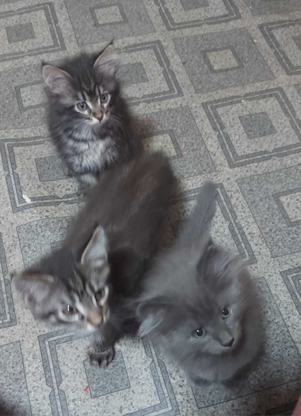 Котята ищут своего хозяина