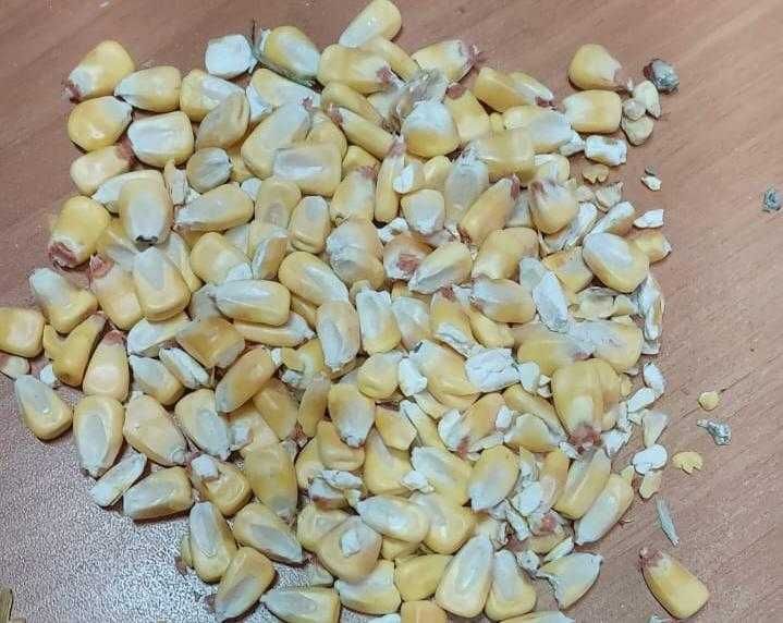 Продам кукурузу отличного качества