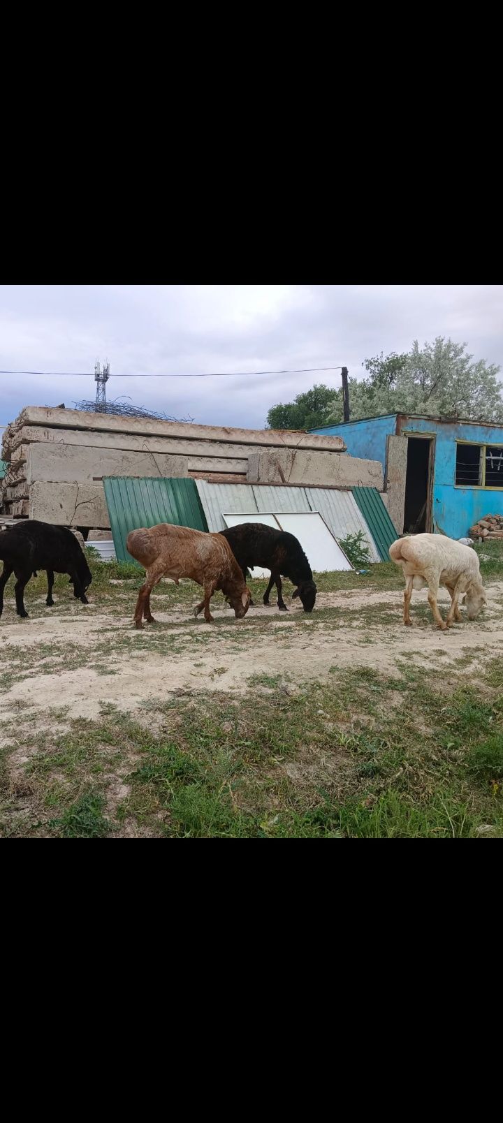 Қошқар   саламыз.