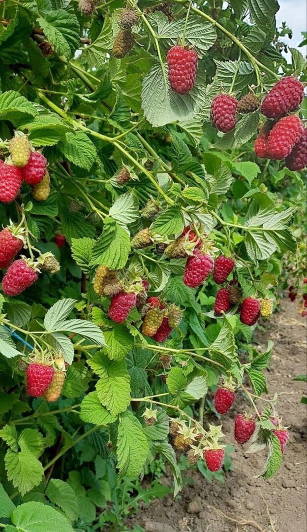 Продам домашнюю малину