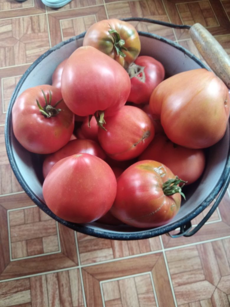 Продам домашние помидоры