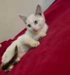 Отдам котёнка в хорошие руки