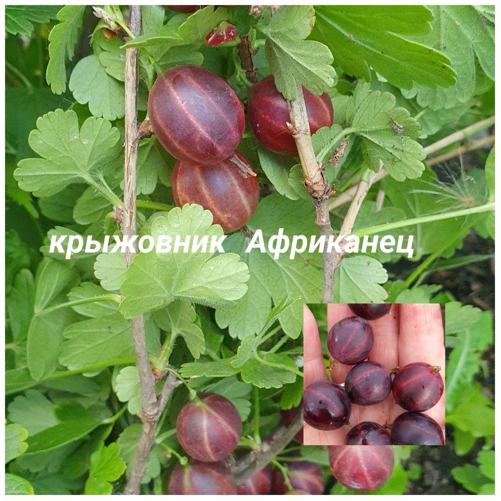 Садовые растения