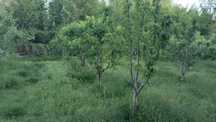 Караґаш саиылады