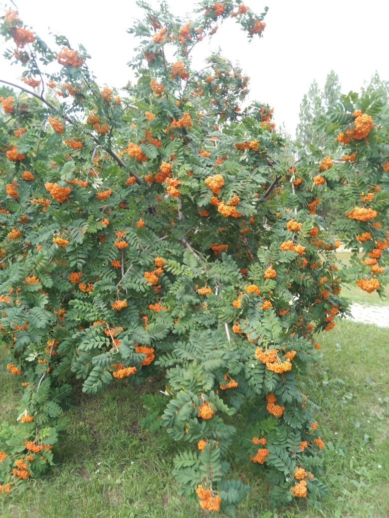 Продам земельный участок