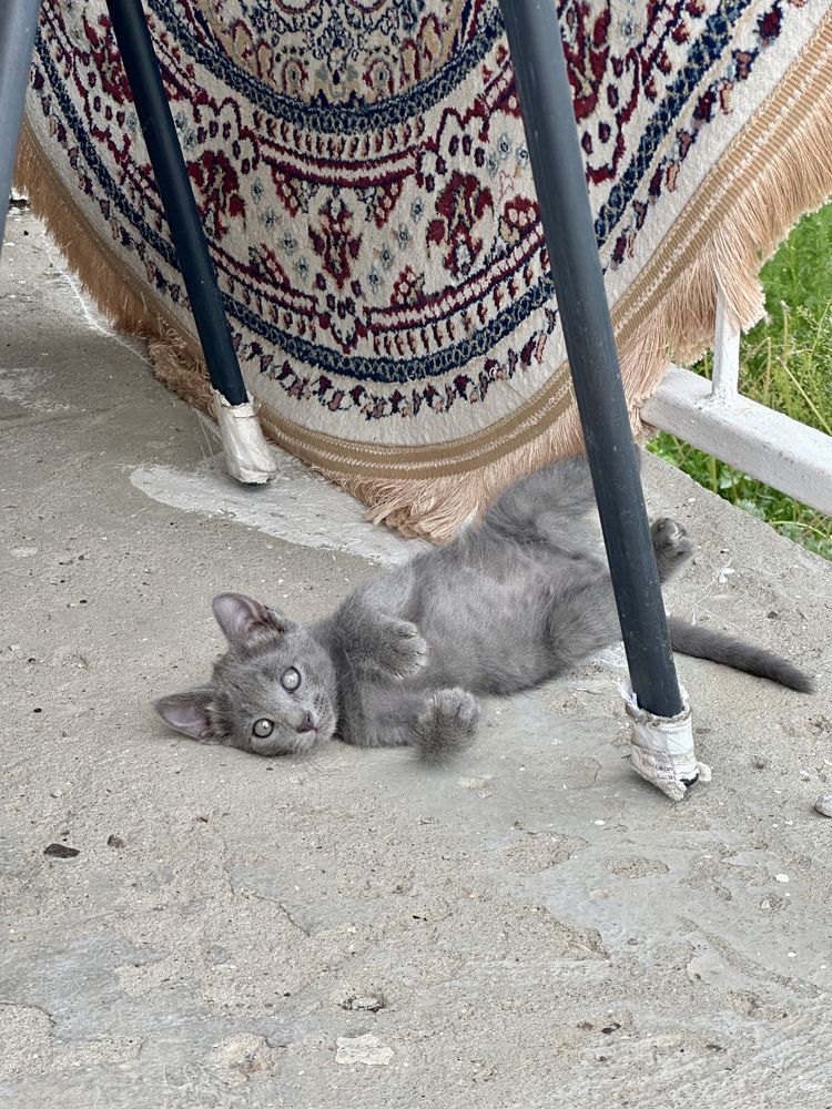 Отдам котят в добрые руки