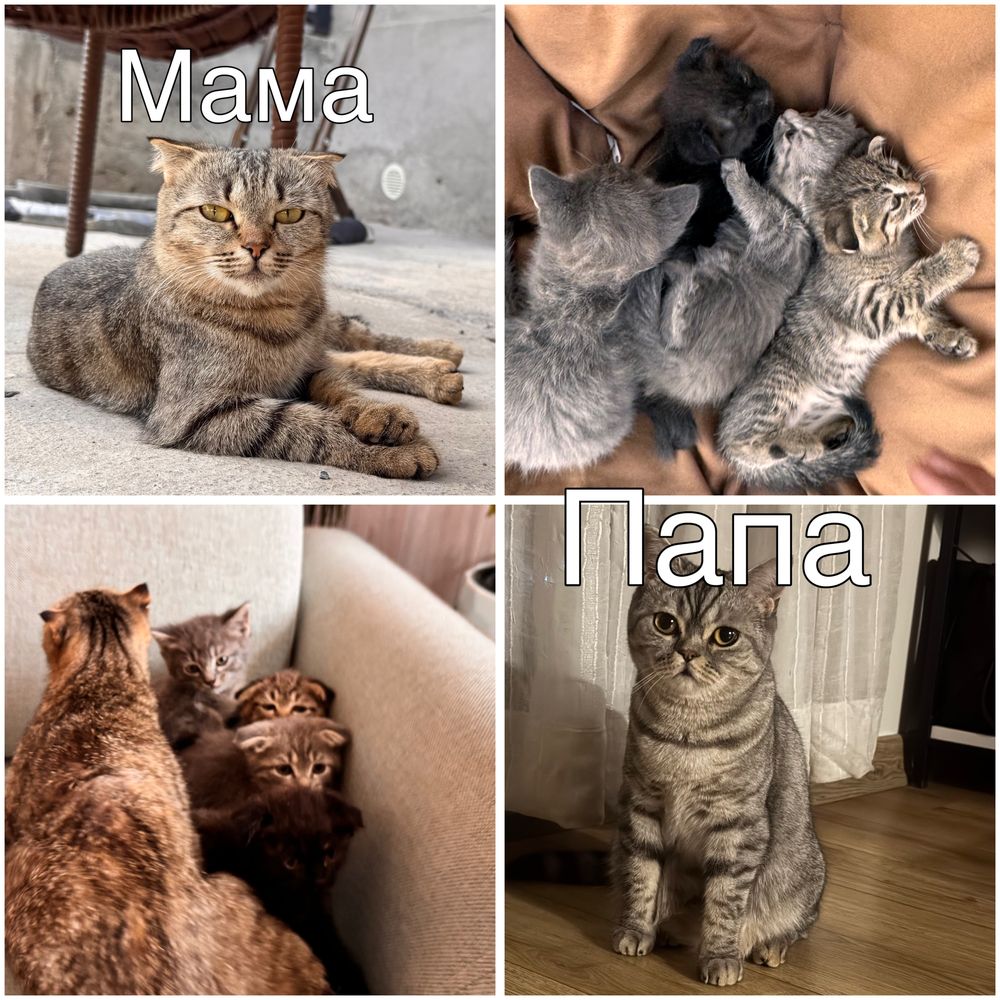 Котята , марғаулар