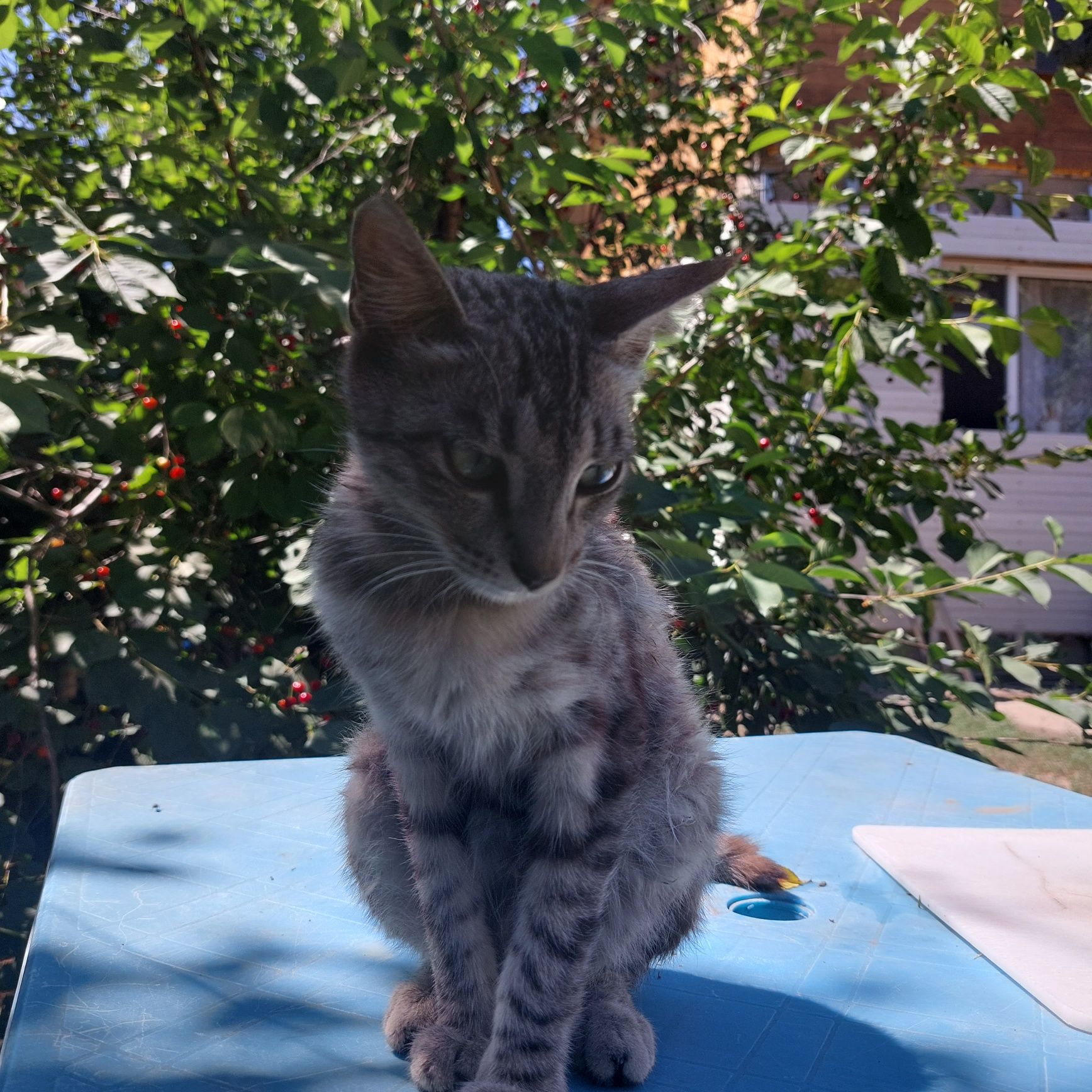 Кошка,добрая,ласковая ,нуждается в защите и добрых руках